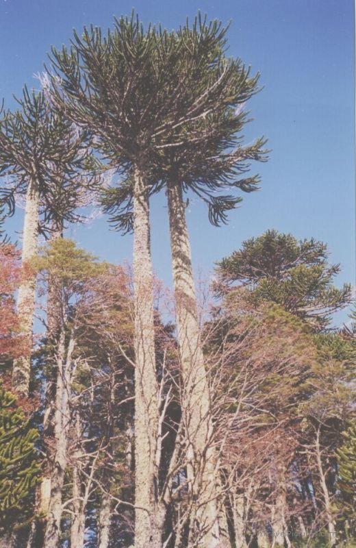 Huerquehue tree trees